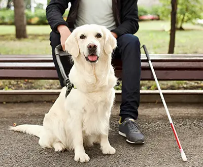 service animals are permitted on RMTD vehicles in compliance with ADA regulations.